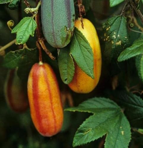 5 Passionflower Maracuja Banana, Banana Passionfruit, Mango Passionfruit, Banana Poka, Bananadilla Seeds - 5 Seeds (Passiflora Tripartita Var. Azuayensis) - Pack Of 5 Rare Seeds - Qo Seeds #TOP7