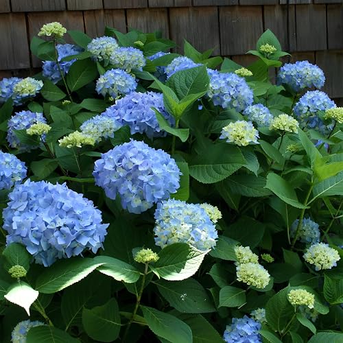 Image of Bigleaf Hydrangea Seeds for Planting - 35 Seeds Pack - Hydrangea Macrophylla