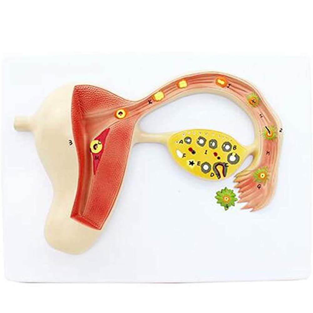 Sjdopulse Fertilized Egg Formation Process,Human Uterus Anatomical Model Reproductive-Scientific Training And Medical Education