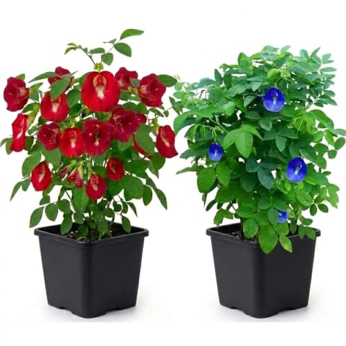 Image of Red & Blue Aparajita Live Plant Combo with Pots | Butterfly Pea Clitoria Ternatea Flowering Creeper | Fast Growing Ornamental Vine for Home Garden Balcony Terrace Outdoor Decor | Pack of 2