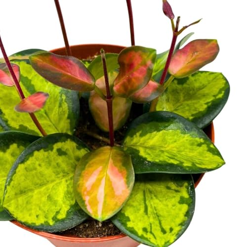 BubbleBlooms Variegated Hoya Australis, Tricolor Lisa, Very Rare Limited Live Plant, in 4 inch Pot - Image 6