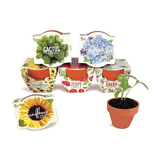 Buzzy Seeds Terracotta Mini Grow Pots | Herb, Plant, Flower Starter Kit for Kids & Adults | Assorted 6-Pack, Daydream Collection | Guaranteed to Grow | Best Indoor-Outdoor Gardening Gift