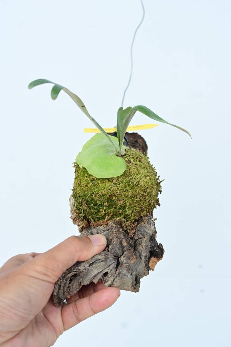 ビカクシダベイレイP.willinckii cv.baileyi (yot) P. Willinckii cv. Baileyi Thin ビカクシダ/コウモリラン