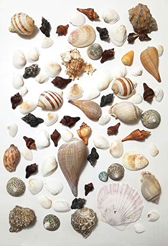 3 lbs/ 1360 Grams Large Mixed Beach Natural Sea Shells, Perfect Accents for Candle Making?Home Decorations, Beach Theme Party Wedding Decor, DIY Crafts, Fish Tank and Vase Fillers