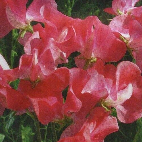 Flower Sweet Pea Geranium Pink 80 Finest Seeds Spencer