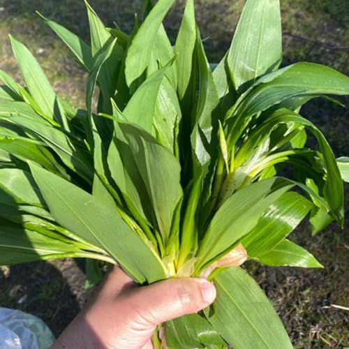 ajo silvestre semillas balcón resistentes para jardines rocas semillas decoración ajo silvestre jardín orgánicas 450pcs