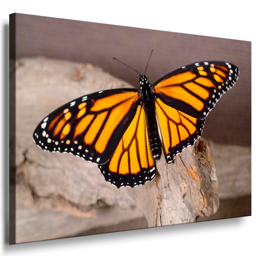 Julia-Art - Bilder Schmetterling Leinwand mit Keilrahmen 40 x 30 cm Leinwandbild XXL Wandbild Tiere Kunstdrucke Tierwelten Bild Wanddesign Wanddekoration c-642v-204