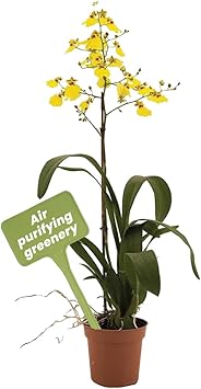 American Plant Exchange Live Oncidium Orchid Plant