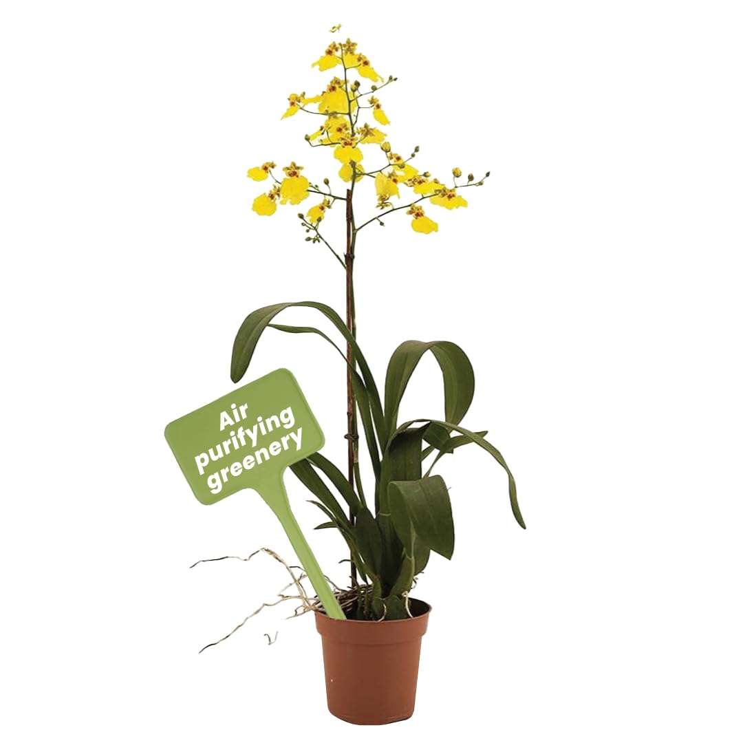 American Plant Exchange Oncidium Orchid