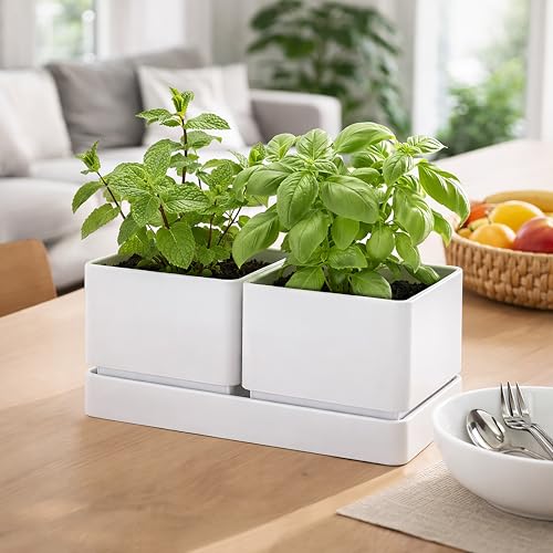 D'vine Dev Indoor Herb Garden Planter Set, Plastic Windowsill Plant Pots with Drainage and Saucer, Indoor Succulent Cactus Vegetable Pot for Balcony, Office, Garden, White, Set of 1, 76-Q-A-1 by D'vine Dev - Used condition - Image 5