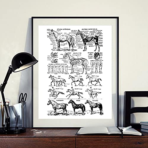 Impression cheval anatomie style scandinave pour décoration salon moderne