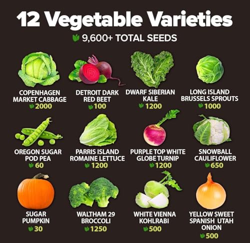 HOME GROWN 12 Fall Vegetable Seeds 9600+ Heirloom Seeds for Fall & Winter Planting – Beets, Broccoli, Cabbage, Kale, Onion, Pumpkin, Turnip, Lettuce, Peas & More for Home Garden - Image 3