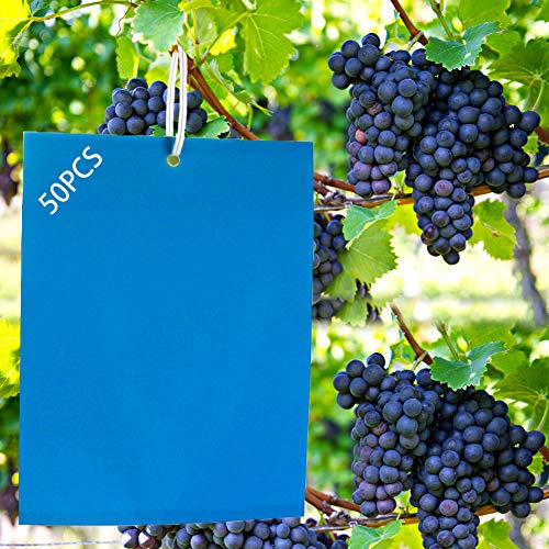 Panngu 50 pezzi di adesivi blu contro i tripidi 200mmm x 150mm, pannelli adesivi professionali blu contro i tripidi, trappola adesiva blu per la protezione di alberi da frutto e piante d'appartamento