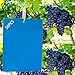 Produktbild Panngu 50 Stück Blautafeln Thripse Bekämpfung 200mm x 150mm, Professionell Blaue Leimtafeln Gegen Tripse, Blausticker Klebefalle Schutz von Obstbäumen und Zimmerpflanzen
