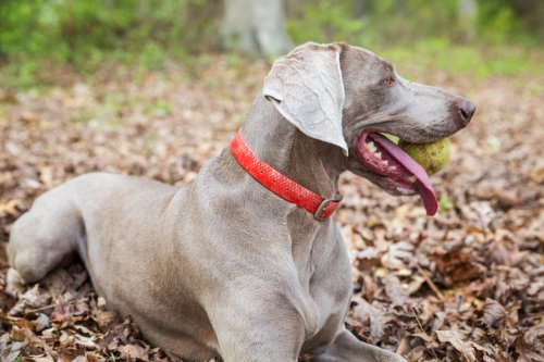 Dublin Dog Waterproof Collar, Large, Red Snapper #TOP3