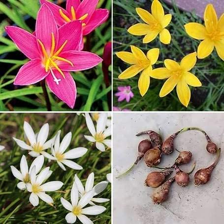 Roohi Plant Lily/Fairy Lily/Rain Lily White, Pink, Yellow -20 Bulbs Pack (B0BPYFBCJW) Amazon Price History, Amazon Price Tracker
