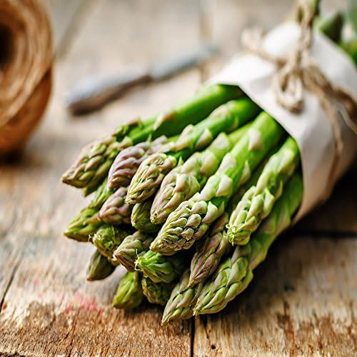 JerseyKnight 25 Live Asparagus Bare Root Plants 2yr