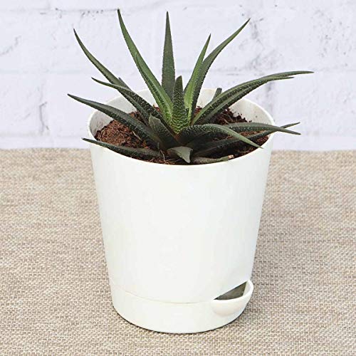 Ugaoo Zebra Haworthia Plant with Self Watering Pot (B01ITHMTEK) Amazon Price History, Amazon Price Tracker