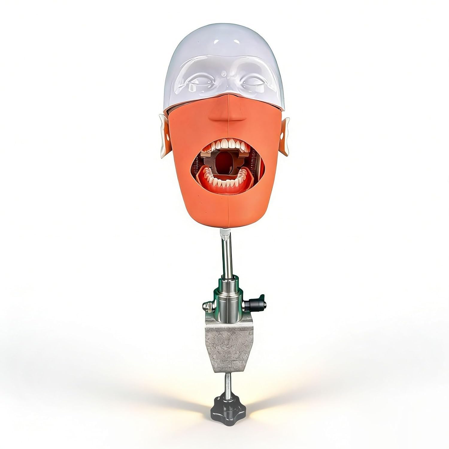 Dentalmodell mit 360°-Bankhalterung für Unterricht und Demonstration – perfektes pädagogisches Werkzeug für Zahnarztstudenten und Profis