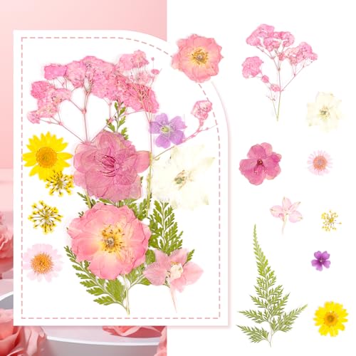 Flores prensadas secas para manualidades, estilo rosa miniatura 6