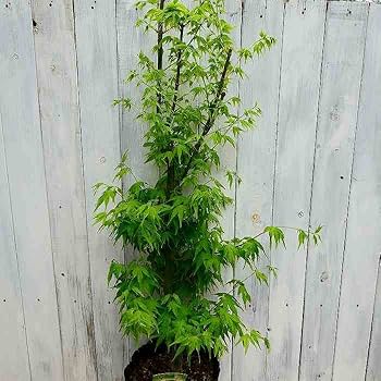 Ginkoi様 モミジ苗木　4本 楽天市場】モミジ 【紅青崖（ベニセイガイ）】 5号ロングポット