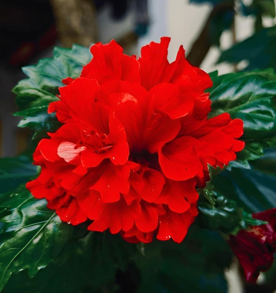 Image of Double Petal Panch Mukhi Red Hibiscus Flower Live Plant | Beautiful Indian Pooja Plant | Healthy Hibiscus Tree for Indoor Outdoor Home Gardening | Natural & Organic | (Without Pot)