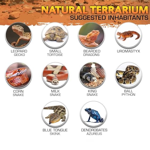 Terrario de cristal para reptiles con ventilación de pantalla superior y tapa antiescape, vista de 360°, entradas de alambre integradas para tortugas, lagartos, camaleones