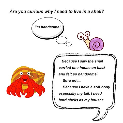 Petawi Hermit Crab Shells Large Medium XLarge Natural Growth Shells for Hermit Crab Variety Turbo Seashells Sea Conch No… - Image 4