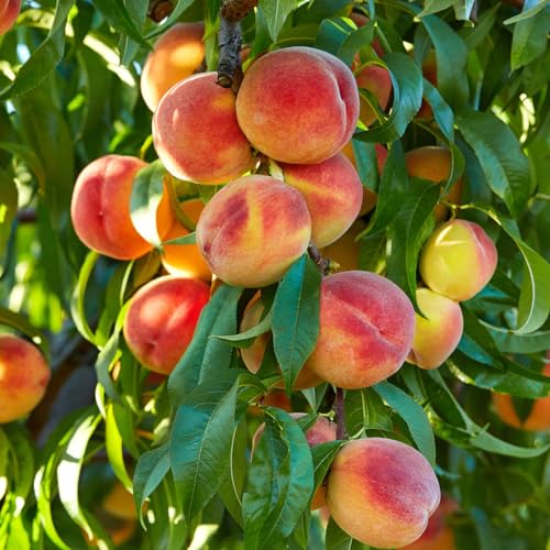 Florida King Peach Tree – High-Yield Freestone Peach with Sweet Juicy Fruit, Self-Fertile Fruit Tree for Home Gardens, Patios & Orchards (3 Gallon/Single)