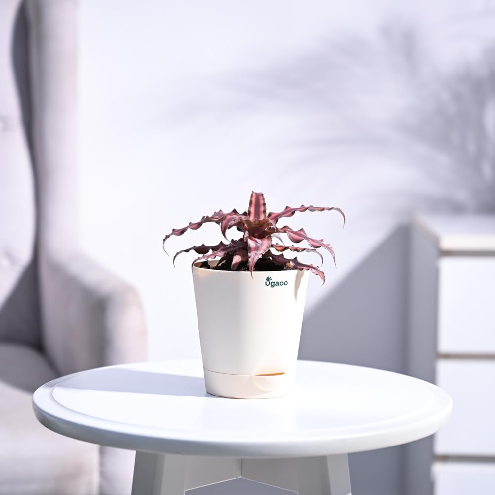 UGAOO Cryptanthus Brown - Earth Star Plant with Self Watering Pot (B01ITHF66I) Amazon Price History, Amazon Price Tracker