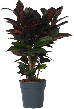 Plant in a Box - Codiaeum variegatum Mrs. Iceton - Unique Indoor Plant - Croton - Slowly Changes Colour - Pot 19 cm - Height 60-70 cm
