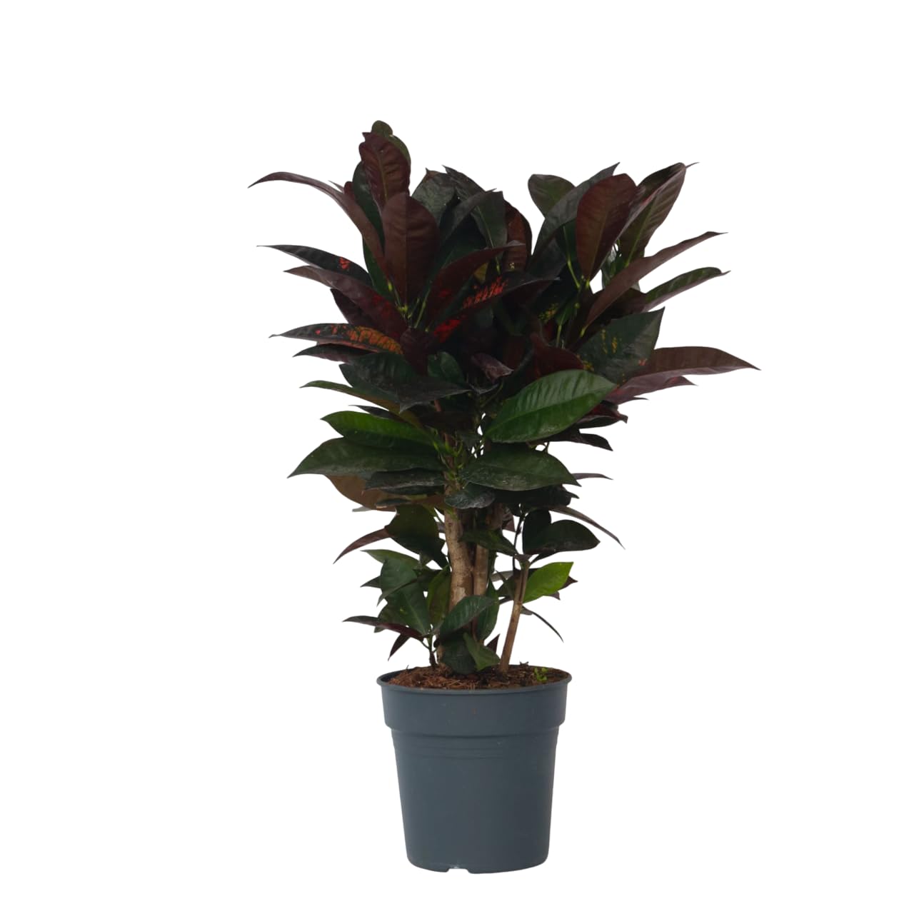 Plant in a Box - Codiaeum variegatum 'Mrs. Iceton' - Plante d'intérieur unique - Change lentement de couleur - Pot 19cm - Hauteur 60-70cm