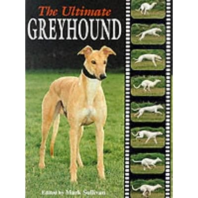 The Ultimate Greyhound