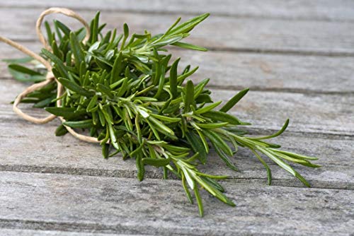 Gaea's Blessing Seeds - Rosemary Seeds - Heirloom Non-GMO Seeds with Easy to Follow Instructions 97% Germination Rate (Single Pack) - Image 6