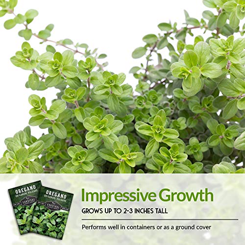 Survival Garden Seeds - Oregano Seed For Planting - Packet With Instructions To Plant And Grow In Origanum Vulgare Herbs Your Home Vegetable Garden - Non-Gmo Heirloom Variety #TOP6