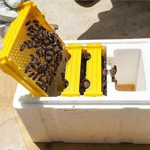 Ruche d'accouplement pour élevage de reines et matériel apicole en mousse - 6
