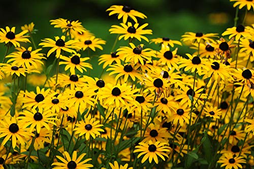 Black Eyed Susan Flower Seeds, 3000+ Seeds Per Packet, Bright Yellow Wildflowers, Botanical Name: Rudbeckia Hirta, Isla's Garden Seeds, Non Gmo & Heirloom Seeds, Good Garden Gift #TOP2