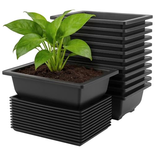 Pots pour bonsaï et succulentes parfaits pour verdir un balcon urbain - 2