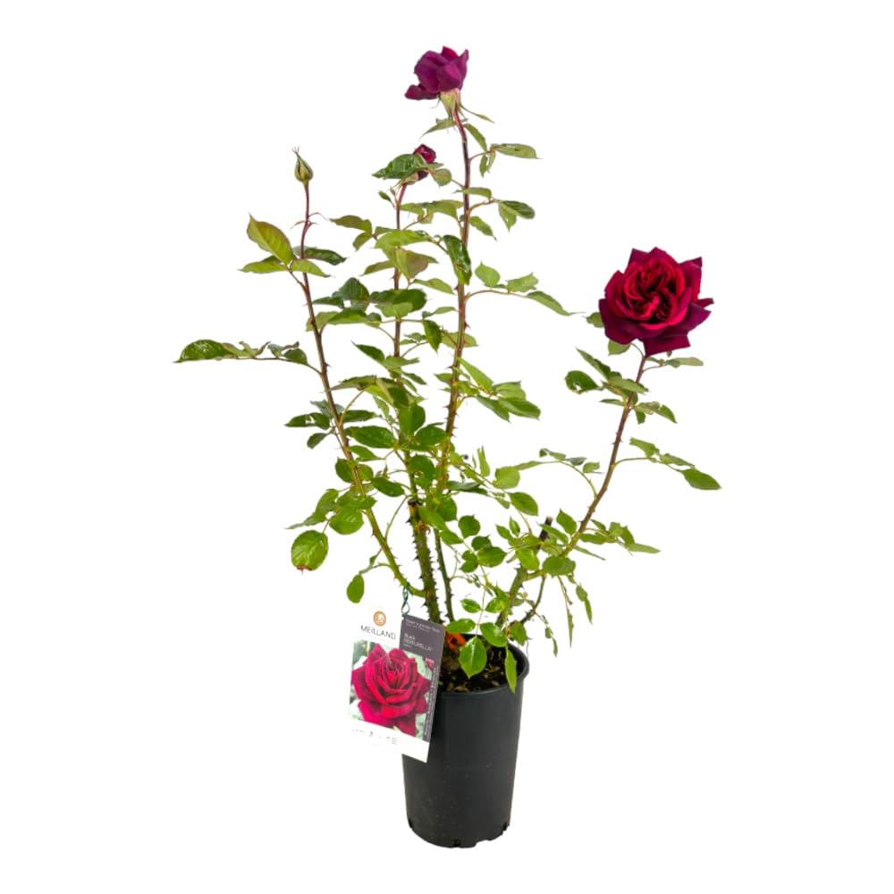 Rosa Black Perfumella ® Meilland - Pianta Profumata Vaso 19 Cm, Fiori Rossi-Neri, Foto Reale - Foto 7