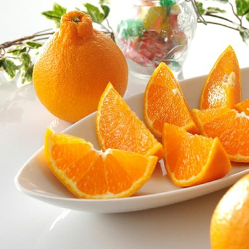 y\tE1{蔭\z F{Y fRC` ʎtttR iN(1kg 3/1) SݓXɒ It[c F{̃fRC`́ism΁jxNx̂fRC` ifR|Ɠij v[g ʕMtg