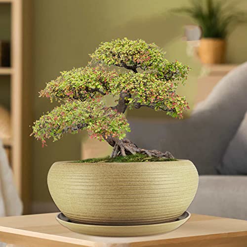 Muzhi 10” Round Large Ceramic Bonsai Bowl Planter，Clay Succulent Plant Pot Container With Saucer #TOP4