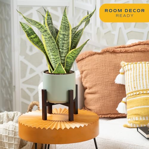 Costa Farms Live Indoor Snake Plant, Sansevieria 12-Inches Tall, Decor Planter