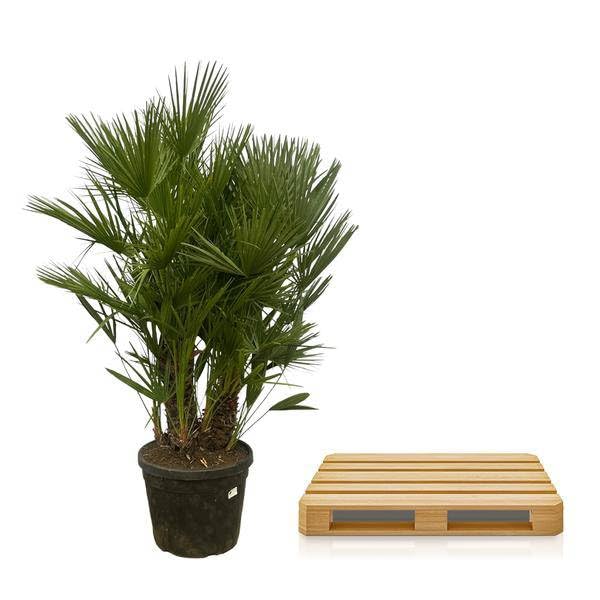 Chamaerops Humilis – Palma nano – più tronchi – 180 cm – Ø 45 cm