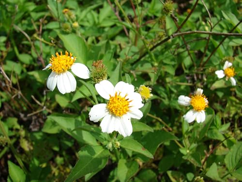 Bidens Pilosa Alba Spanish Needles Perennial Flower Plant, White Blooms, 3.5 Inch, Set of 2