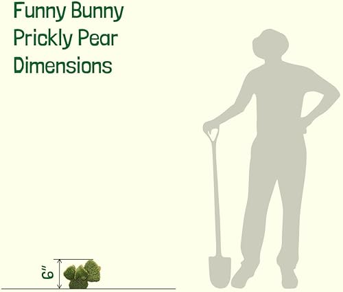 Miniatura 7 de Cactus Outlet - Plantas vivas de cactus de pera espinosa blanca nieve - Plantas de cactus vivos - Cactus blanco nieve