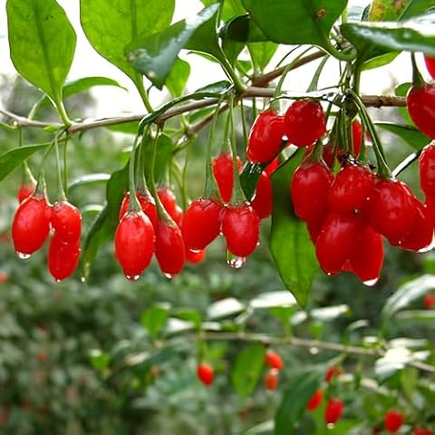 Wolfberry Goji Berry Seedling - ANDAG Cover