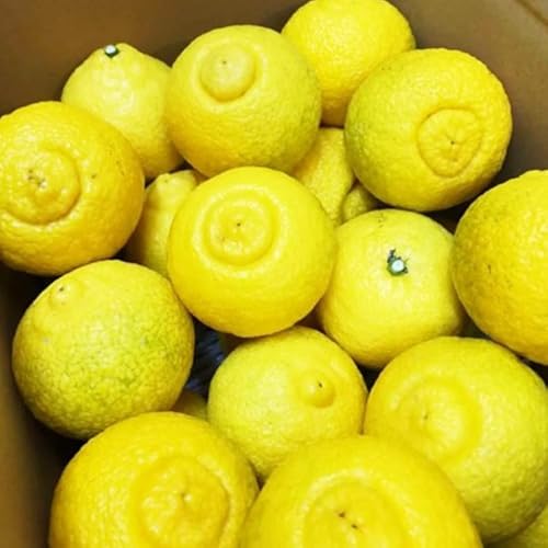 美浜町産はるか ご家庭用 傷あり 約4kg入り ※2026年1月中旬〜3月上旬頃に順次発送予定