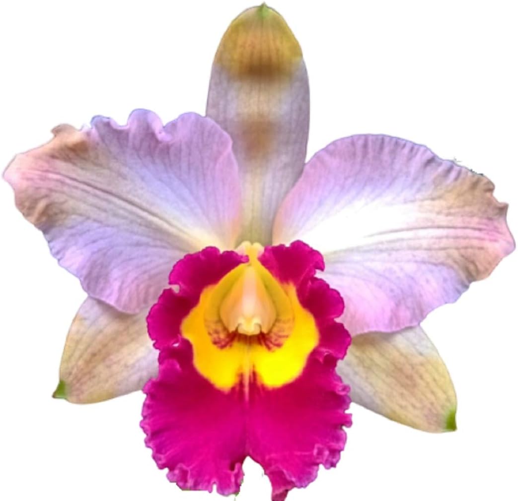 Paradise Flowers Cattleya/RLC. Lady Gaga 'Sour Candy' - Blooming Size - Live Plant