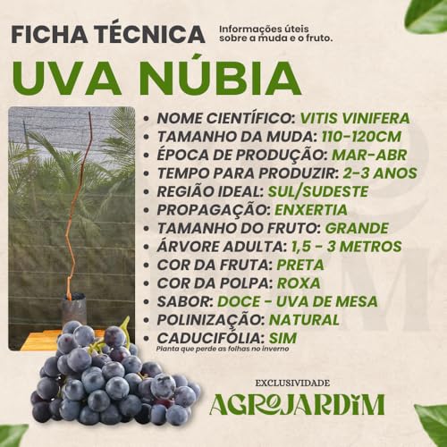 Muda Frutífera de Uva Nubia Enxertada