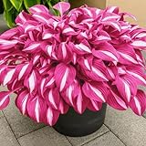 hostal barcelona Exotic Seeds: We offer a pack of 50pcs New Fresh Hosta Plant Seeds for gardening needs.